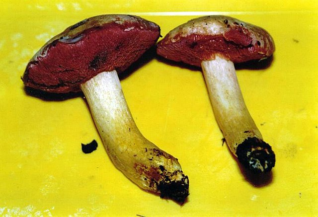 Suillus tridentinus.